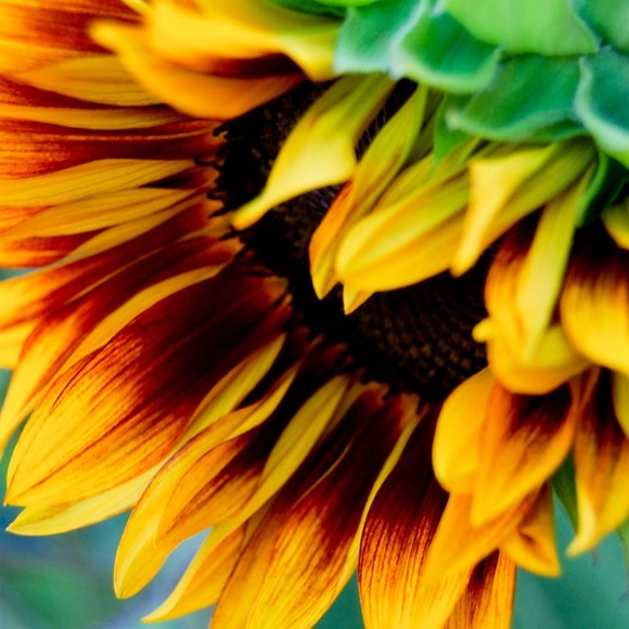 color_mayhem
